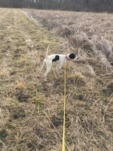Dillie just spun and stopped when she hit the scent of a planted quail.