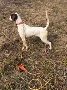 Bad photo of a broke find by Wild Apple Spot On.  Early yesterday he looked really good pointing a wild covey.