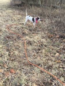 If you look right in Front of Wild apple Calvados you can see the bird she found on the edge of the field after I had flushed it for one of the puppies.