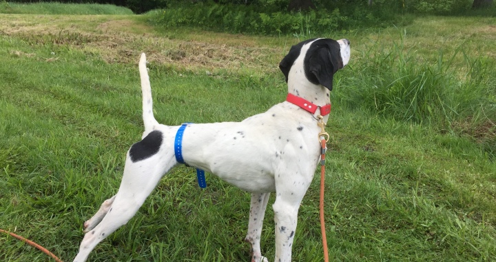 belly collar dog training